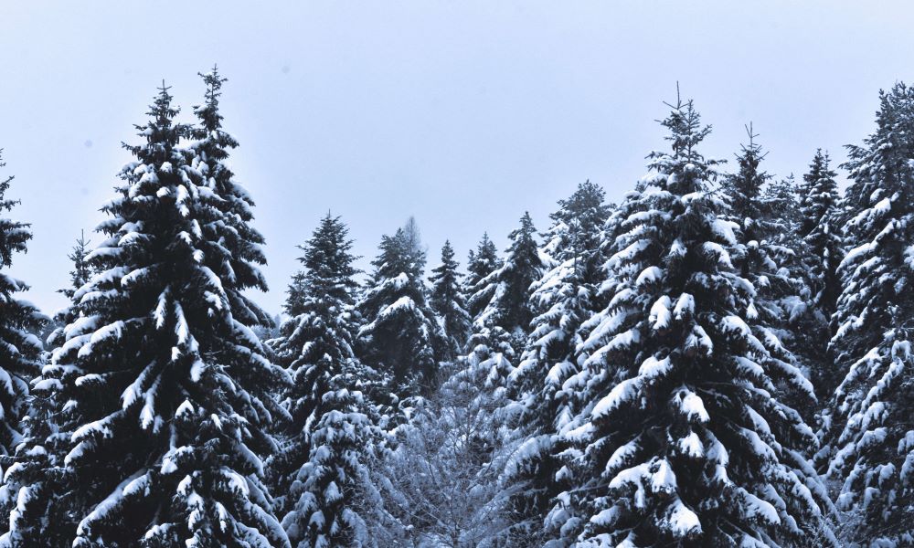 Árbol de navidad natural