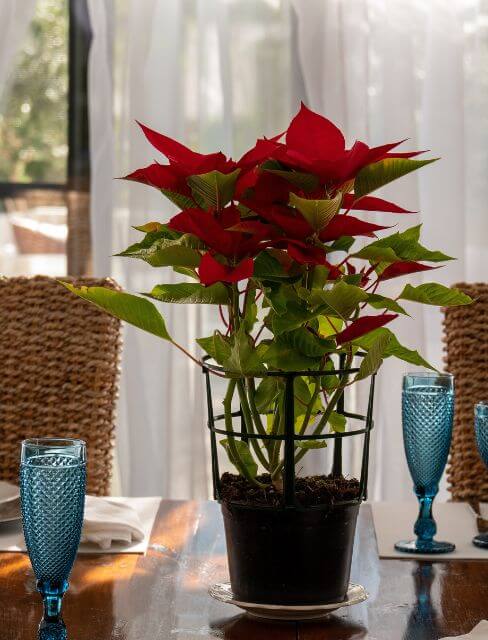 Consejo poda Poinsettias o Flor de Navidad