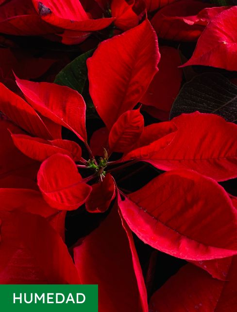 Humedad ambiental Poinsettias o Flor de Navidad