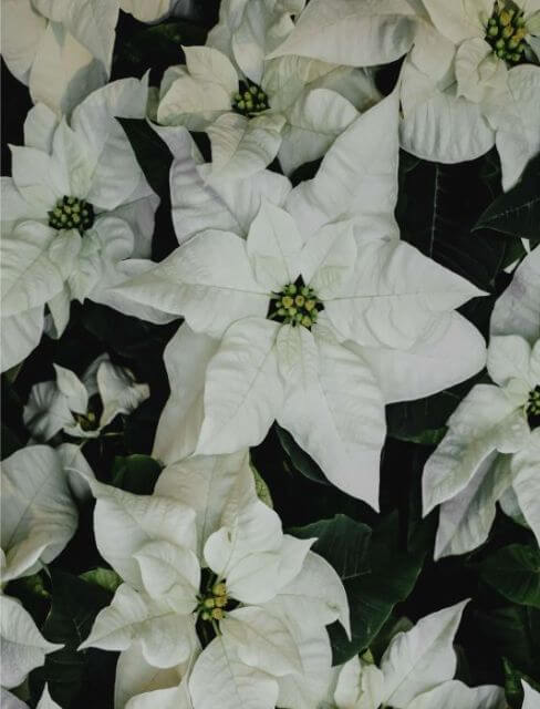 poinsettia blanca