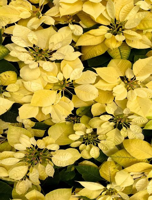 Poinsettia o Flor de Navidad Amarilla