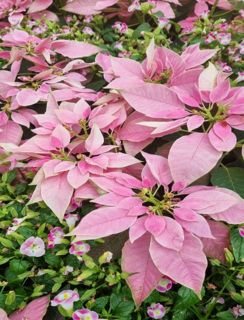 Poinsettia o Flor de Navidad Rosa