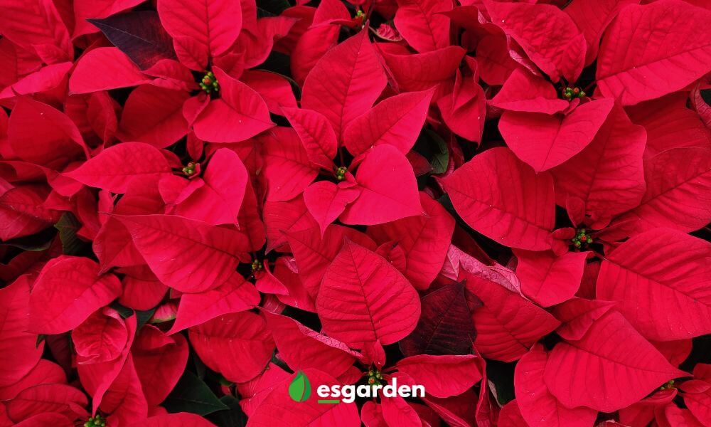 poinsettias flor de navidad comprar