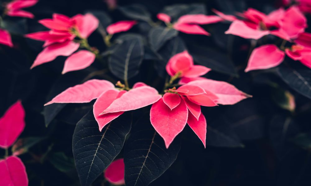 Primeros cuidados Poinsettias o Flor de Navidad