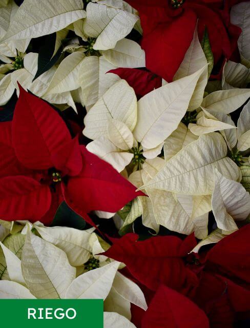 Riego Poinsettias o Flor de Navidad