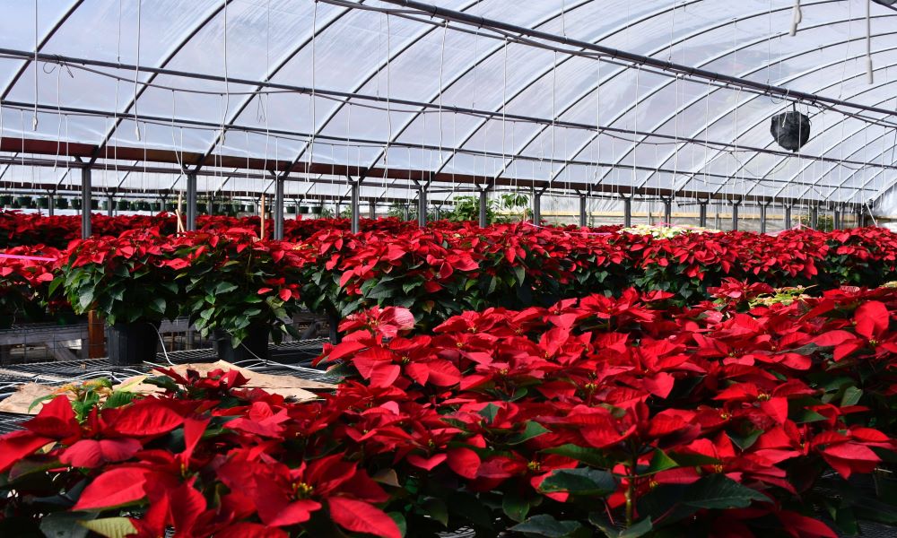 Temperatura Poinsettias o Flor de Navidad