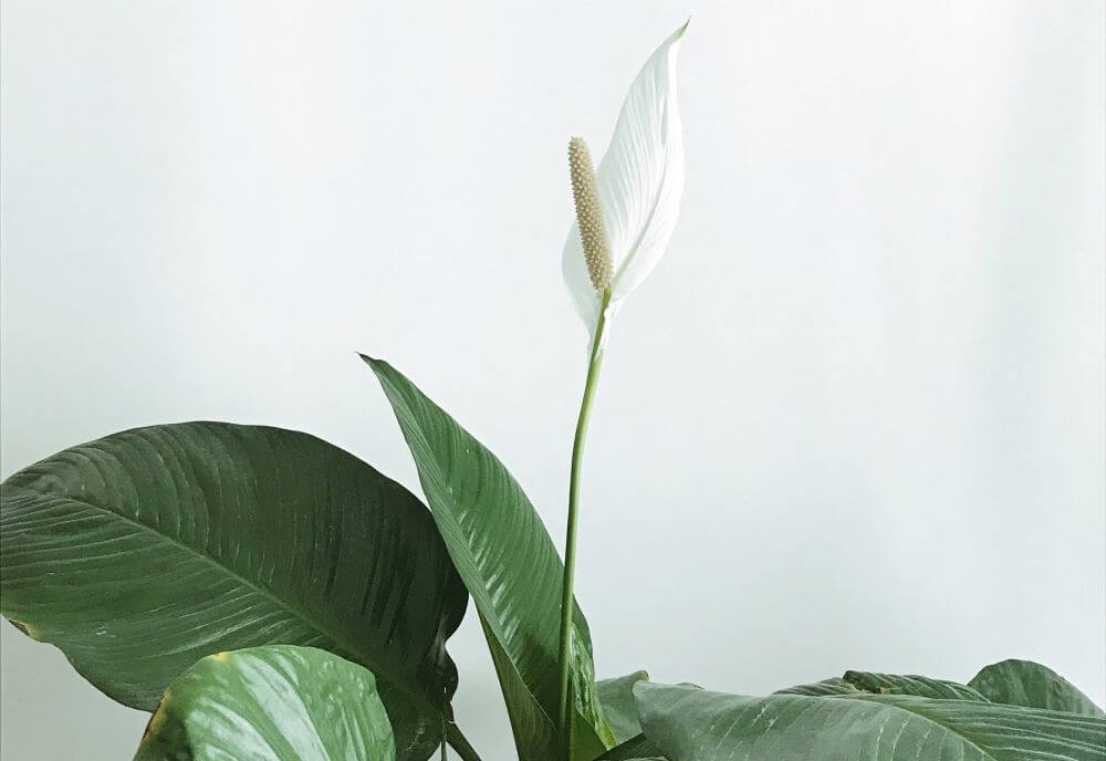 Spathiphyllum regalo para amantes de las plantas