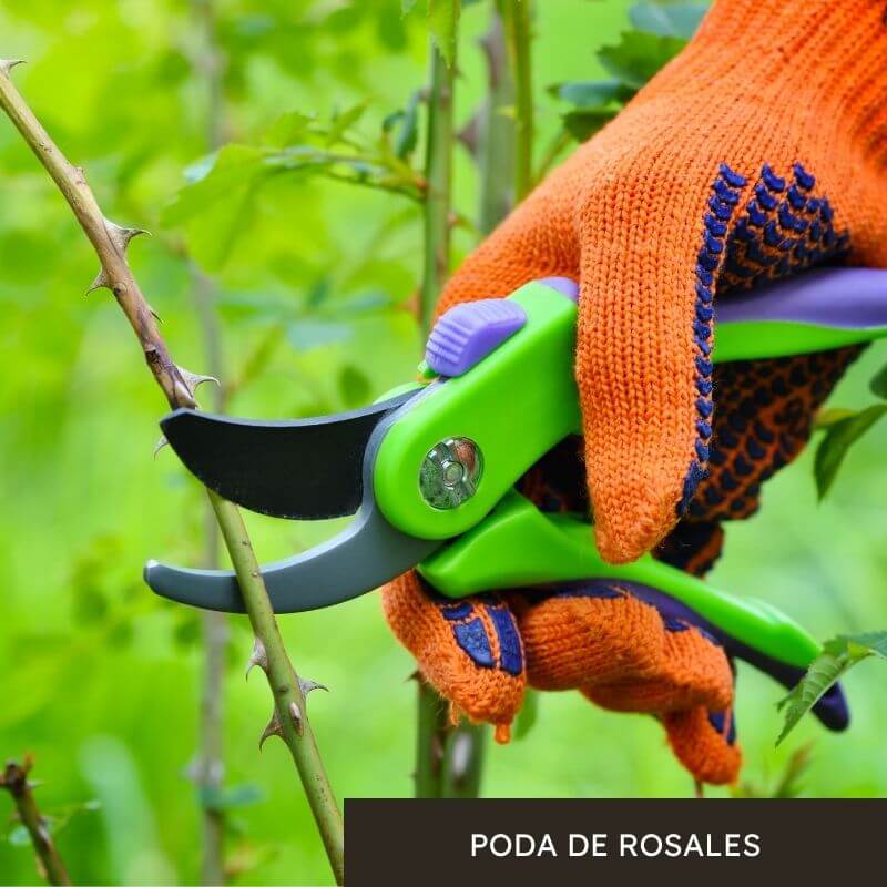 podar rosales rosas