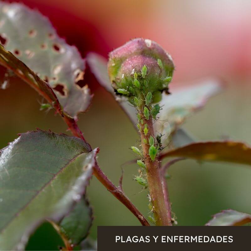 tratamiento de plagas y enfermedades para rosales rosas