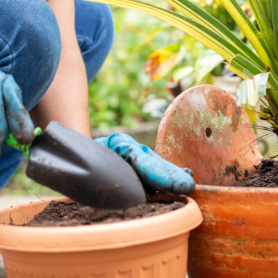 abono de plantas