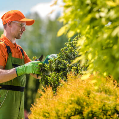 detección y control de plagas y enfermedades en plantas