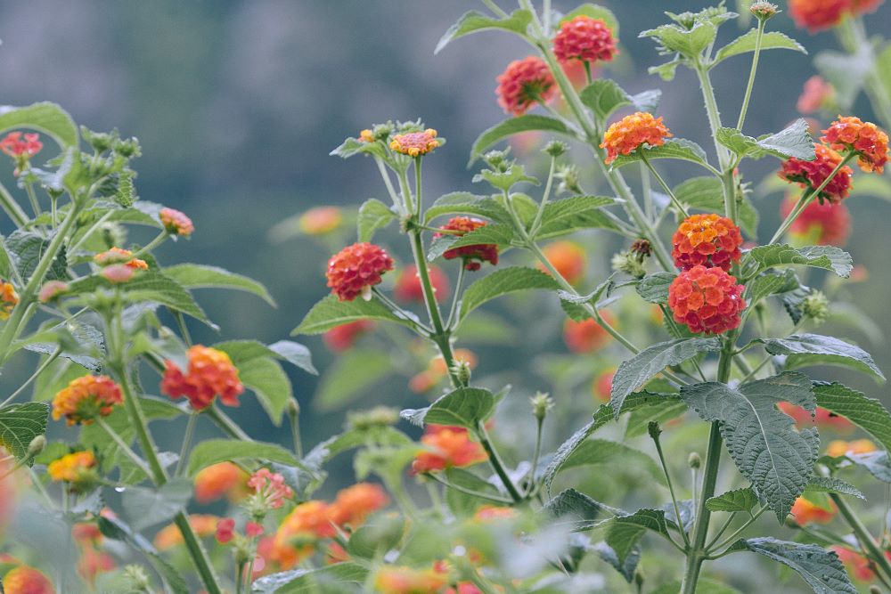 Lantanas