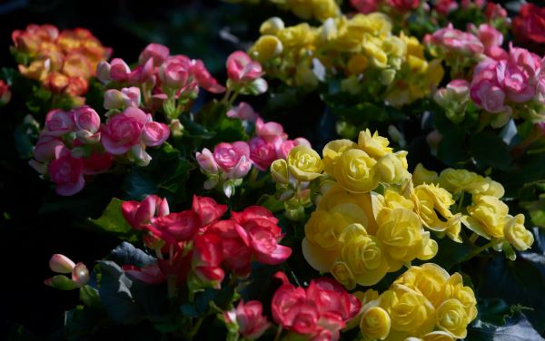 Begonia abono