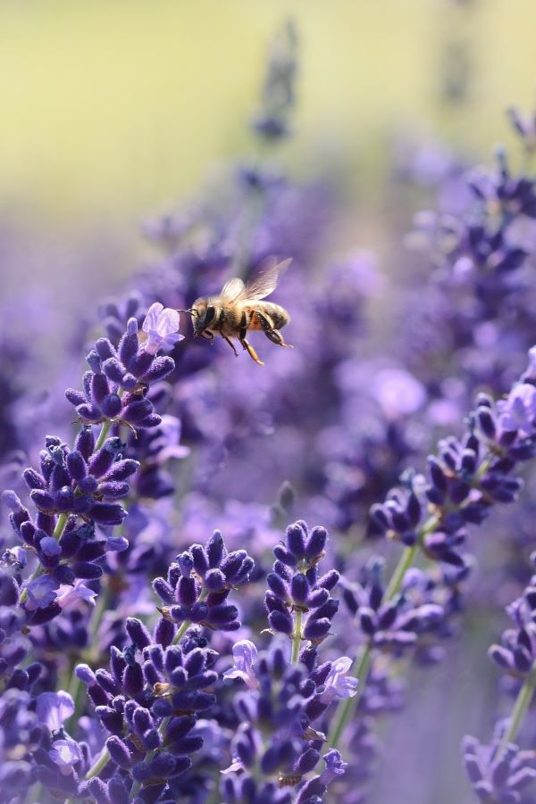 Lavanda biodiversidad