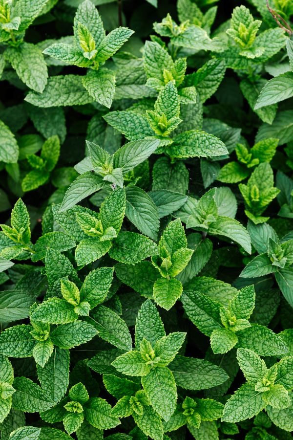 menta aromática