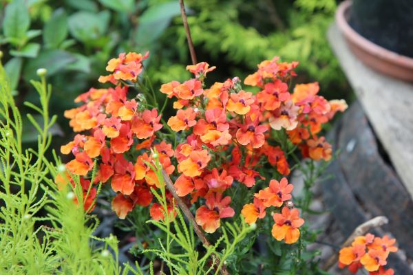 Nemesia fertilizante