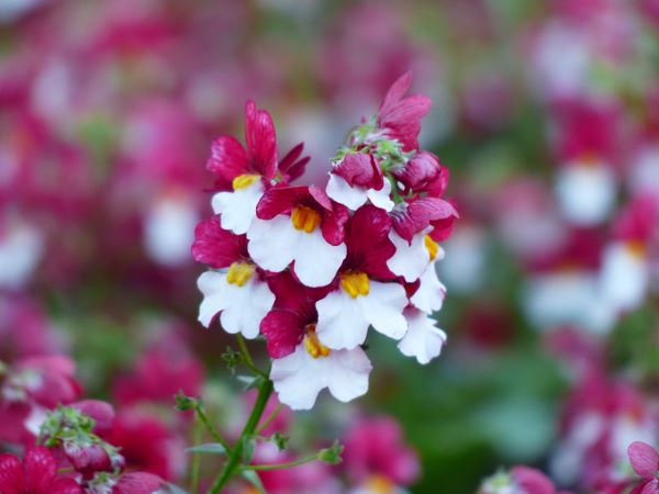 Nemesia protección contra plagas