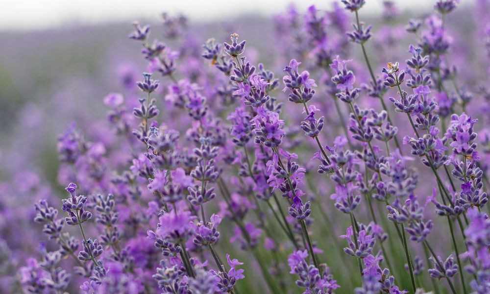 Plantas repelentes (lavanda)