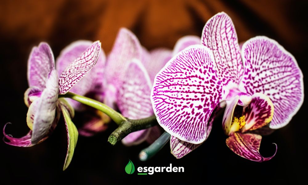 orquidea blog