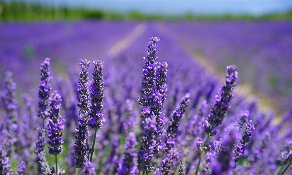 lavanda maceta