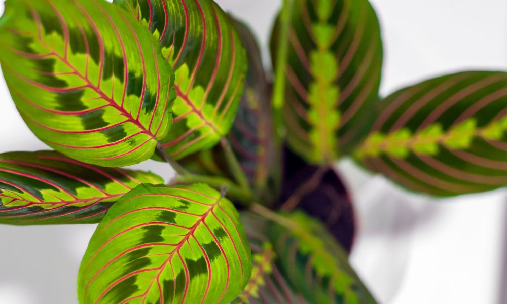 Maranta Leuconera condiciones