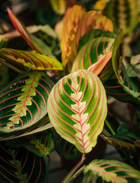 Maranta Leuconera