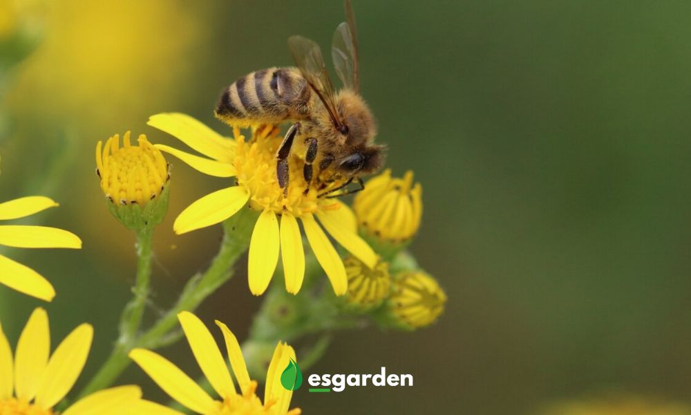 Qué es un jardín sostenible