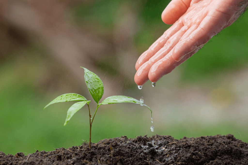 Reducir el consumo de agua para mantener un jardín sostenible