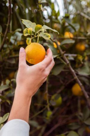 Elimina los residuos para cuidar la salud de los árboles en invierno