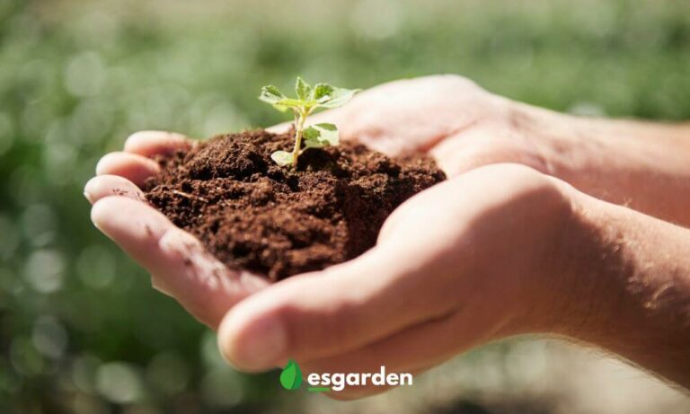 Cómo elegir la tierra para tus plantas