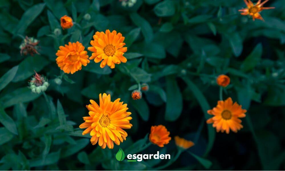 Propiedades medicinales de la calendula