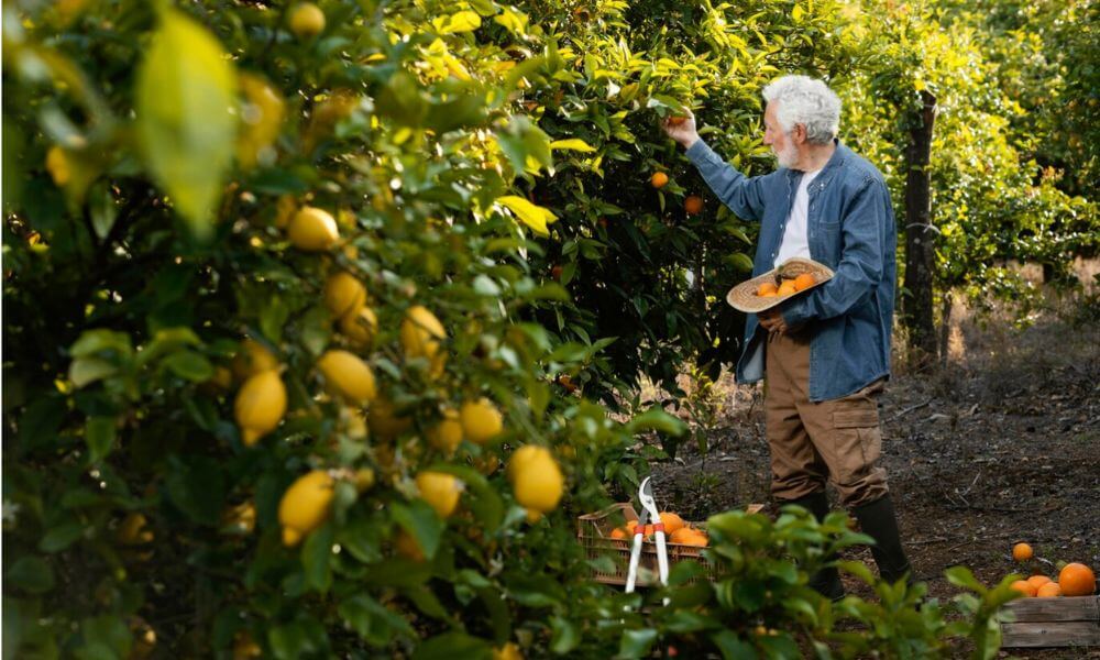 Cuándo podar el limonero