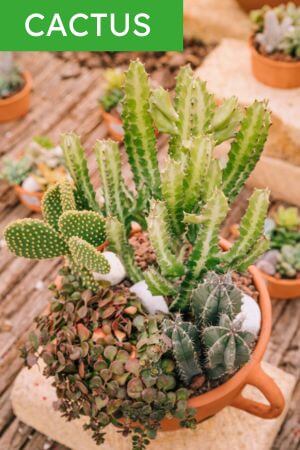 Los cactus no pueden faltar