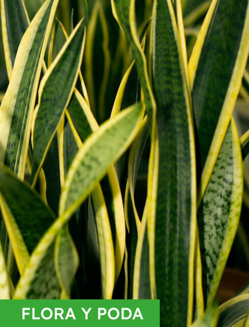 floracion y poda sansevieria