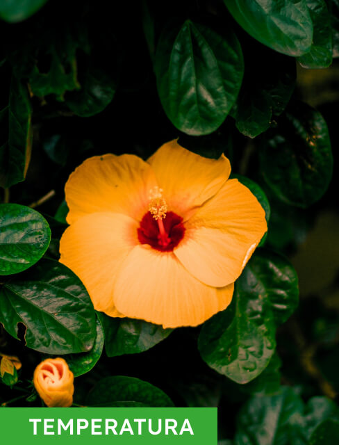 temperatura ideal para la planta de hibiscus