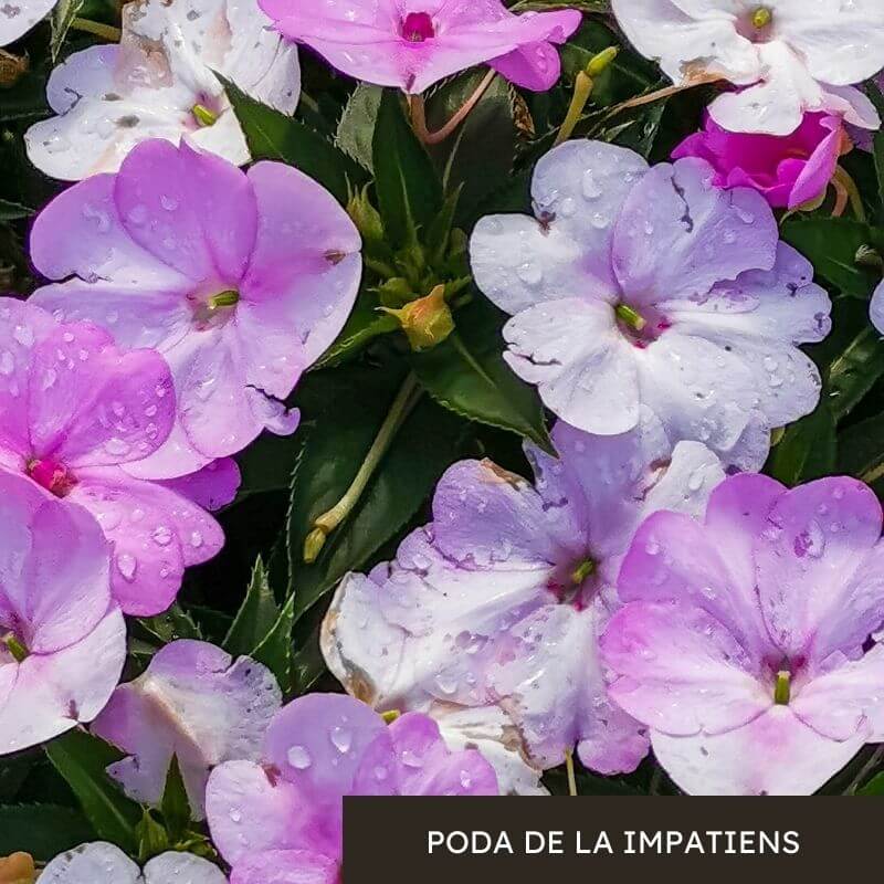 como cuidar la impatiens