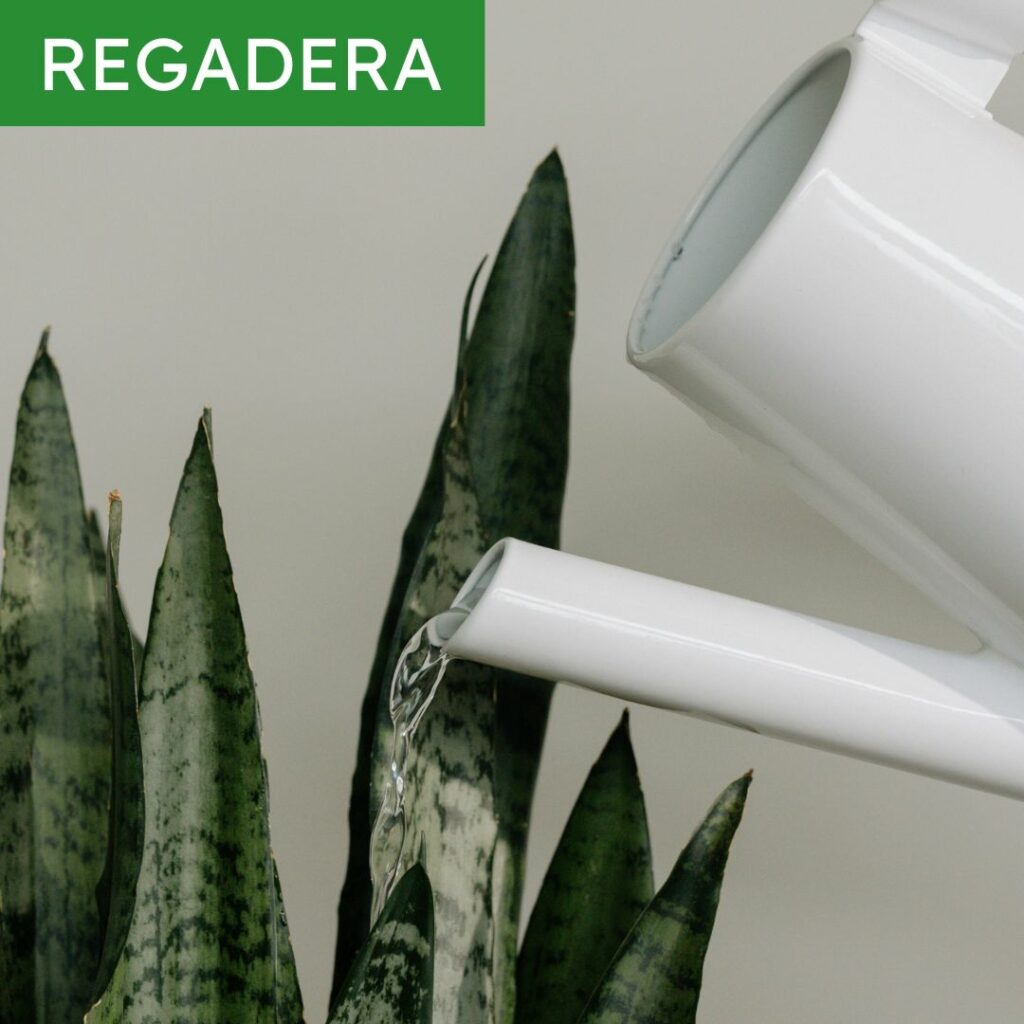 regadera