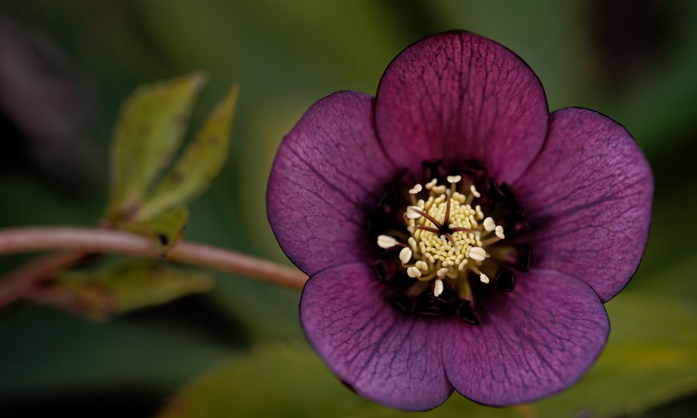 Hellebore