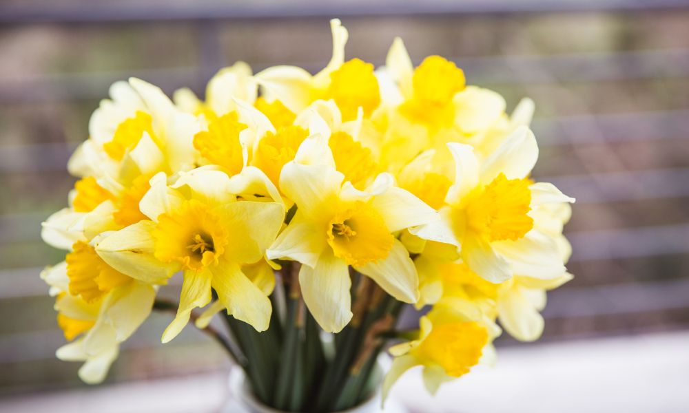 Narciso de invierno